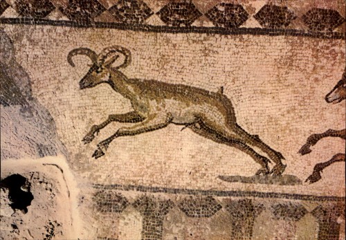 Mosaic pavement nea paphos - pavement,